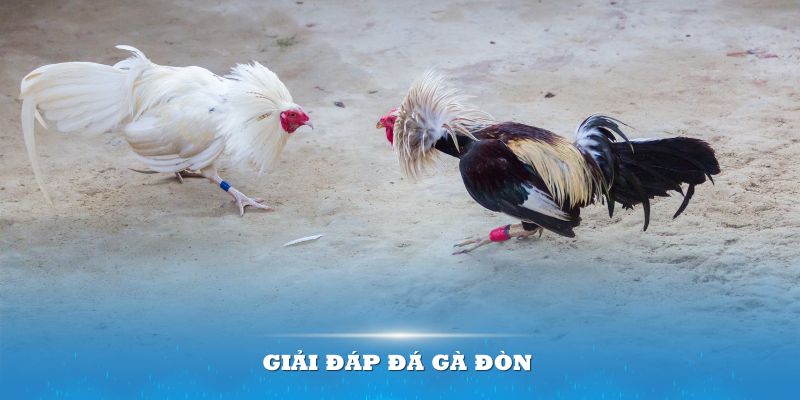 Giải đáp đá gà đòn