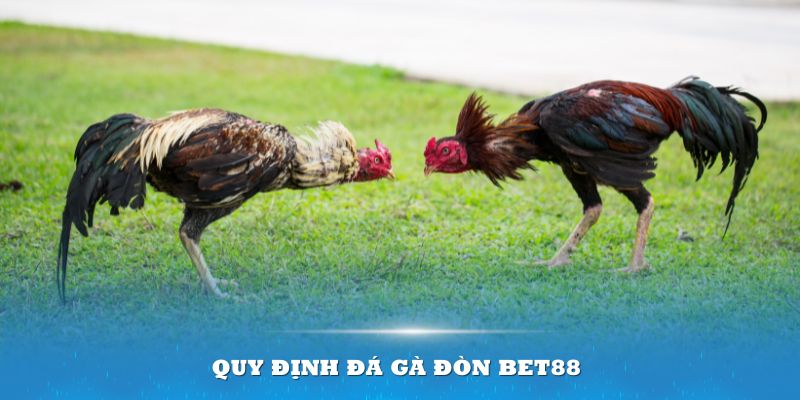 Quy định đá gà đòn BET88 nghiêm ngặt để tránh gian lận