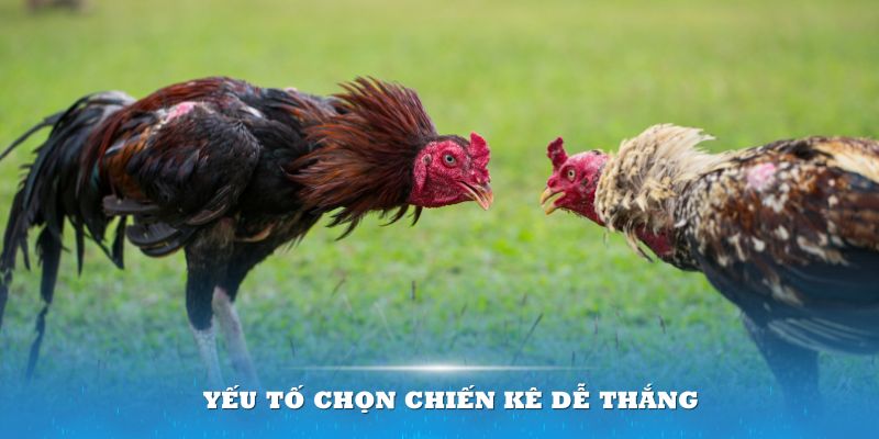 Yếu tố chọn chiến kê dễ thắng